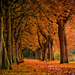 Nature___Seasons___Autumn_Mighty_trees_in_autumn_park_084058_