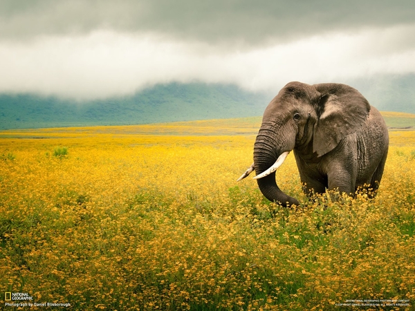 desktop-hd-pictures-of-national-geographic-animals