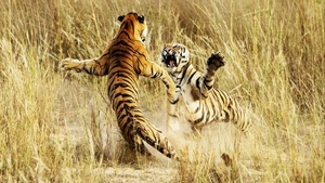 Tigers-Fight-Wallpaper-1366x768