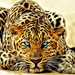 Leopard_artistique_-_fond_ecran