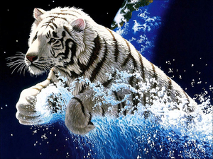 white-lions-and-tigers-wallpaper-13