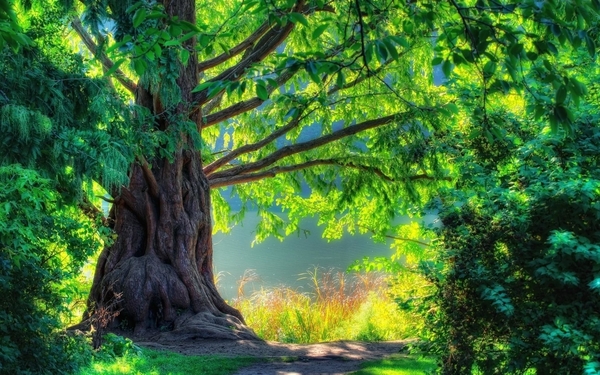 Beautiful-Wallpapers-Of-Trees-4