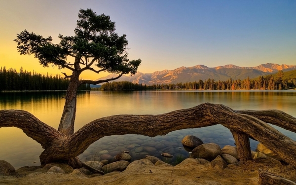 Nature___Rivers_and_lakes_The_tree_grew_on_the_lake_095568_
