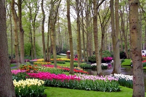 Forest-garden-Keukenhof-Holland