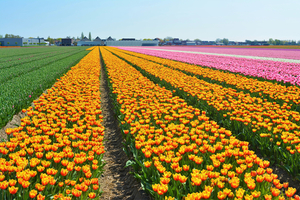 Netherlands_Fields_Tulips_Many_Keukenhof_545954_3000x2002