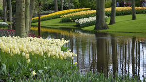 Netherlands_Parks_Pond_Tulips_Keukenhof_530374_2048x1152