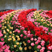 Netherlands_Parks_Tulips_443586_2560x1440