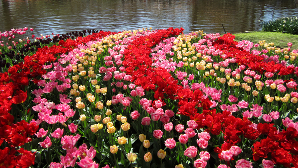 Netherlands_Parks_Tulips_443586_2560x1440