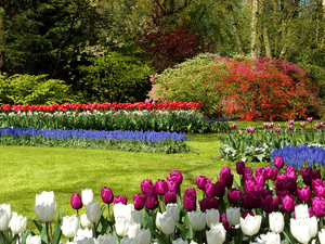 Netherlands_Parks_Tulips_477439