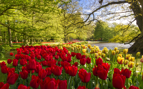 Netherlands_Parks_Tulips_479801_2560x1600