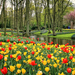 Netherlands_Parks_Tulips_495602_1920x1080