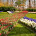 Netherlands_Parks_Tulips_Hyacinths_Keukenhof_546554_1280x854