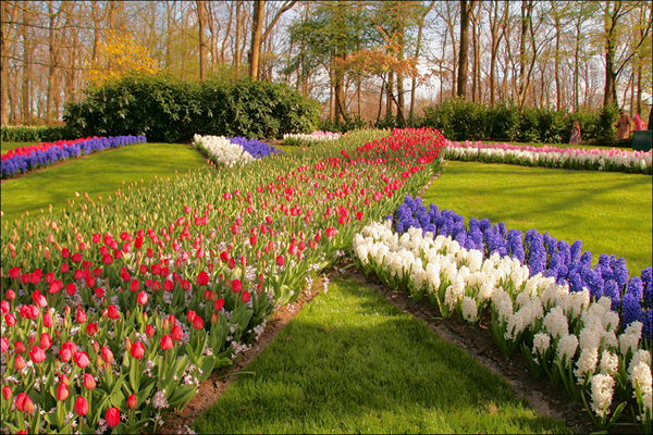 Netherlands_Parks_Tulips_Hyacinths_Keukenhof_546554_1280x854