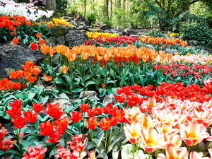 Netherlands_Parks_Tulips_493286