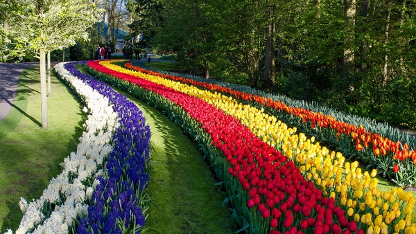 Netherlands_Tulips_444462_2048x1152