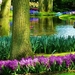 sky-backgraund-images-natural-desktop-wallpaper-flower-tree-amazi