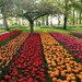 Tulips_holland_flowers_296686
