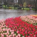 tulips-at-keukenhof-4032-x-3024