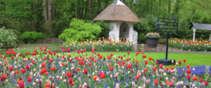 tulips-in-holland-keukenhof-garden