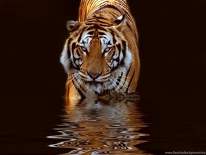 238978_30-bengal-tiger-wallpapers-pictures_1024x768_h