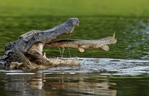 Alligator1