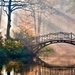 cityscape-reflection-evening-morning-mist-bridge-river-canal-tree