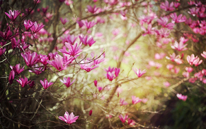 The-Noble-Branches-of-Magnolia-Flower-HD-Wallpapers