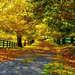 yellow_autumn_day_wallpaper_background_37623