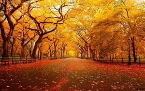 hd-autumn-background