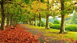 path-in-the-autumn-park-40075