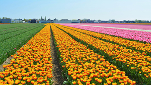 Netherlands_Fields_Tulips_Many_Keukenhof_545954_2048x1152
