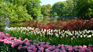Netherlands_Parks_Pond_Tulips_Keukenhof_Lisse_547604_1366x768