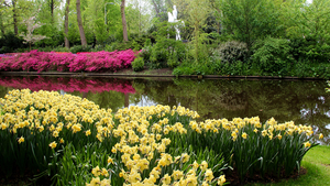 Netherlands_Parks_Spring_Daffodils_Pond_Keukenhof_523513_1920x108