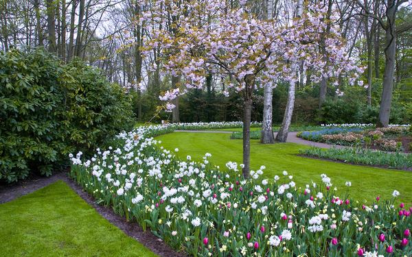 Netherlands_Parks_Spring_Flowering_trees_Hyacinths_546120_2880x18