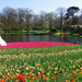 Netherlands_Parks_Spring_Pond_Tulips_Keukenhof_524396_2560x1440