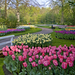Netherlands_Parks_Spring_Tulips_Daffodils_546665_1920x1200