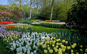 Netherlands_Parks_Tulips_Hyacinths_Keukenhof_547688_2560x1600