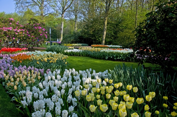 Netherlands_Parks_Tulips_Hyacinths_Keukenhof_547688_2560x1700