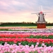 tulips-in-holland-and-windmill-wallpaper