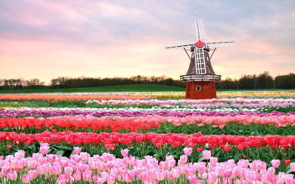 tulips-in-holland-and-windmill-wallpaper