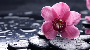 4k-Flower-Wallpaper-Orchid-Drops-Pink