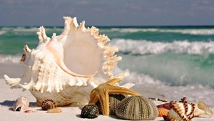 a-sea_shells_by_the_seashore-1435132