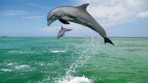 dolphin-images-HD10
