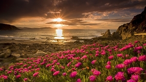 Nature___Flowers_Pink_flowers_by_the_sea_at_sunset_099920_