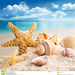 starfish-seashells-beach-20283478