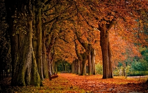 trees-autumn-bench-parks-2560x1600