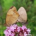 butterflies-2491308_960_720
