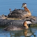 red-necked-grebes-978387_960_720