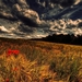 grain-and-poppies-2400x1350-wallpaper