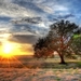 Lonely-tree-grass-sun-rays-sunset-clouds_1440x900